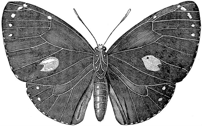 EB1911 Lepidoptera - Euploea leucostictos