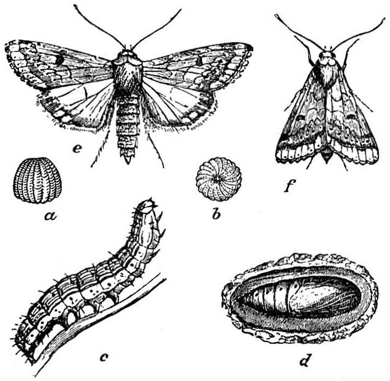 EB1911 Lepidoptera - Heliothis armigera