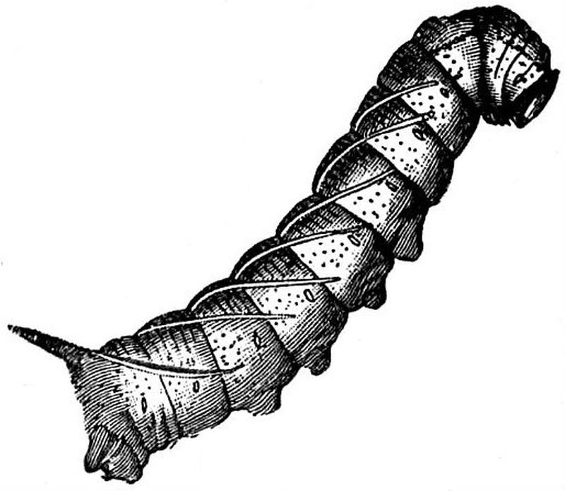 EB1911 Lepidoptera - Jessamine Sphinx (Larva)