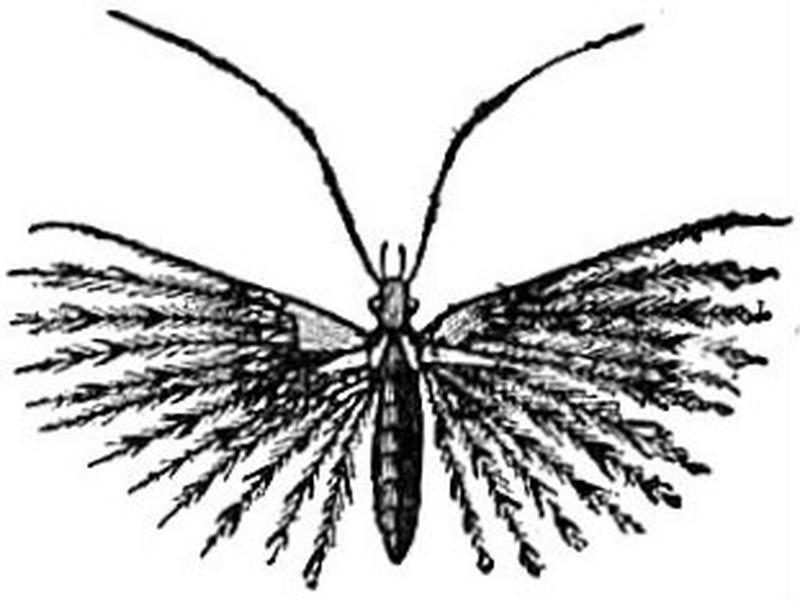 EB1911 Lepidoptera - Orneodes hexadactylus