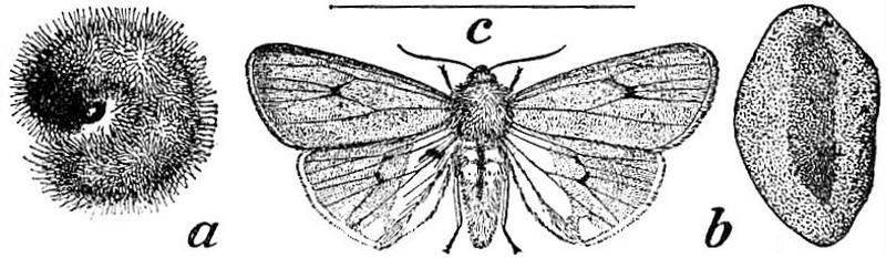 EB1911 Lepidoptera - Phragmatobia fuliginosa