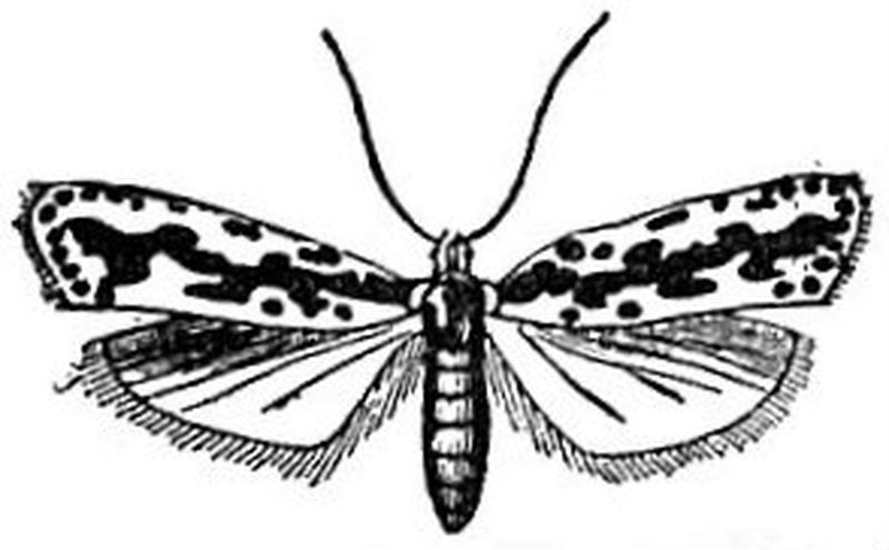 EB1911 Lepidoptera - Psecadia pusiella