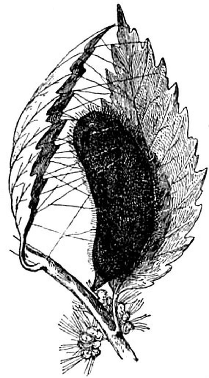 EB1911 Lepidoptera - Pupa of Gypsy Moth