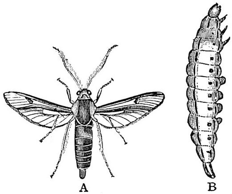 EB1911 Lepidoptera - Sesia asiliformis