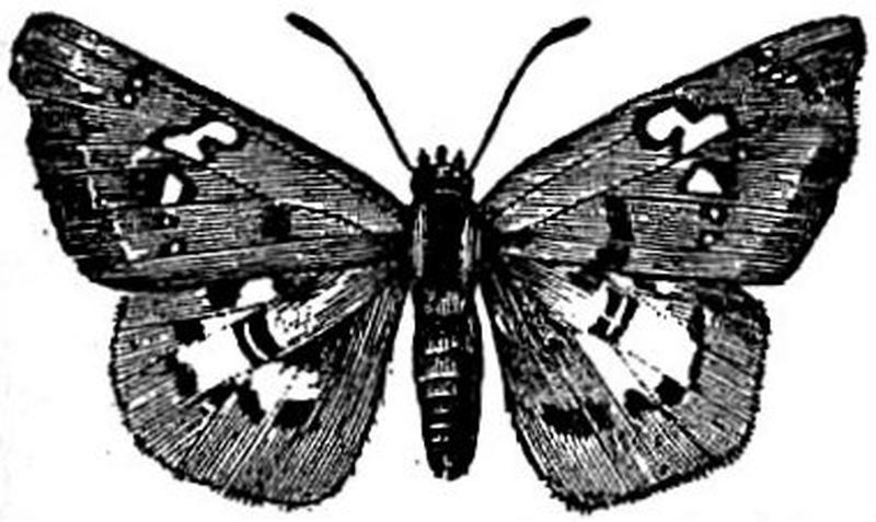 EB1911 Lepidoptera - Tagiades sabadius
