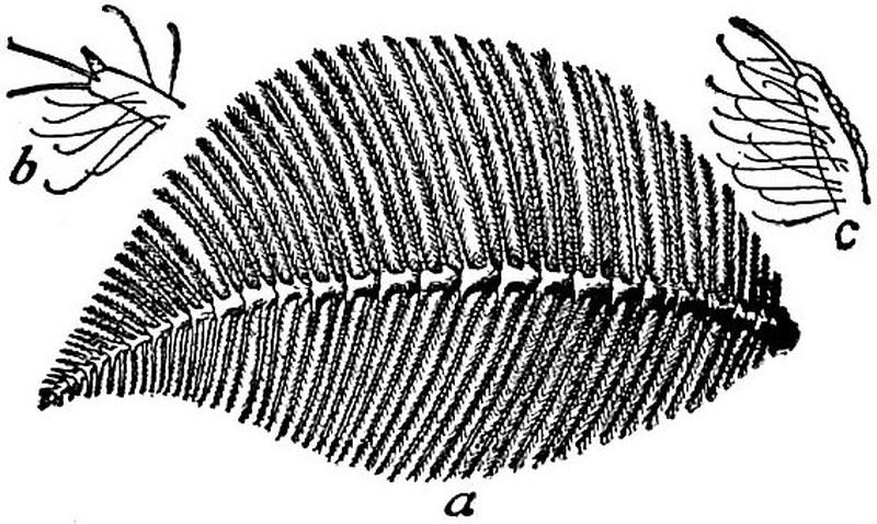 EB1911 Lepidoptera - Telea polyphemus - feeler