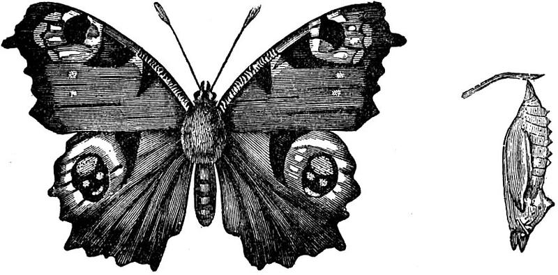 EB1911 Lepidoptera - Vanessa io