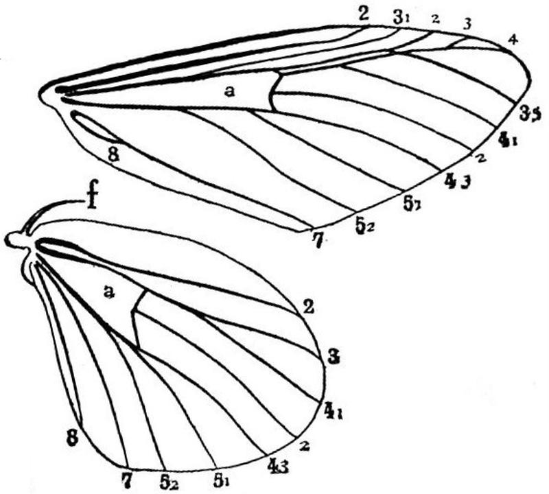 EB1911 Lepidoptera - Wing-neuration of a Notodont Moth