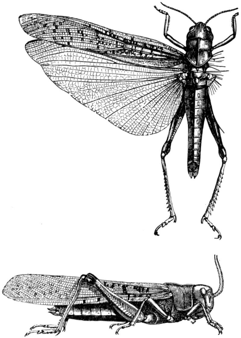 EB1911 Locust - Pachytylus migratorius