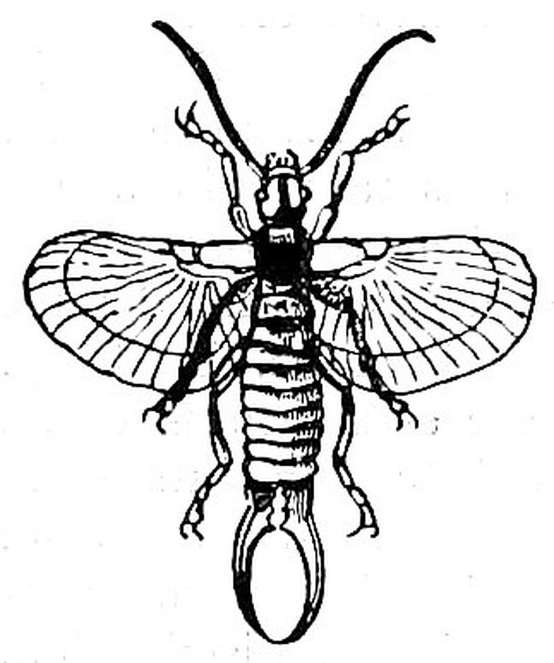 EB1911 Orthoptera - Common Earwig