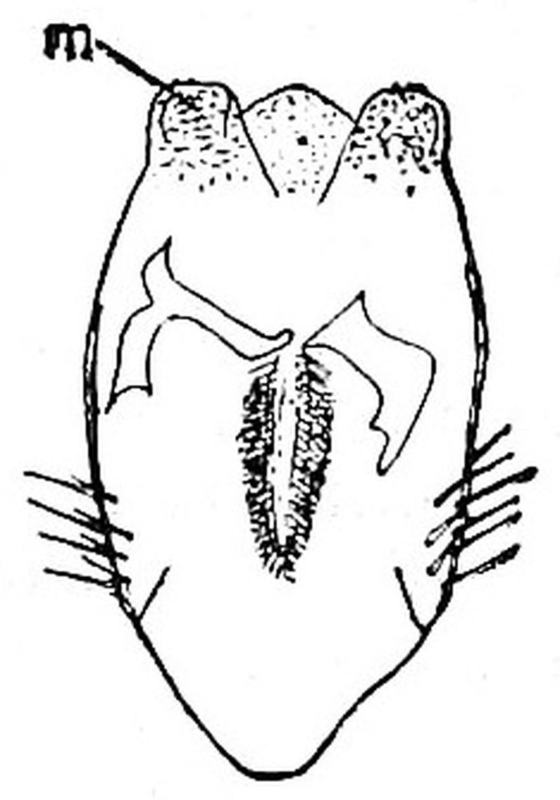 EB1911 Orthoptera - Hypopharynx and Maxillulae of common earwig