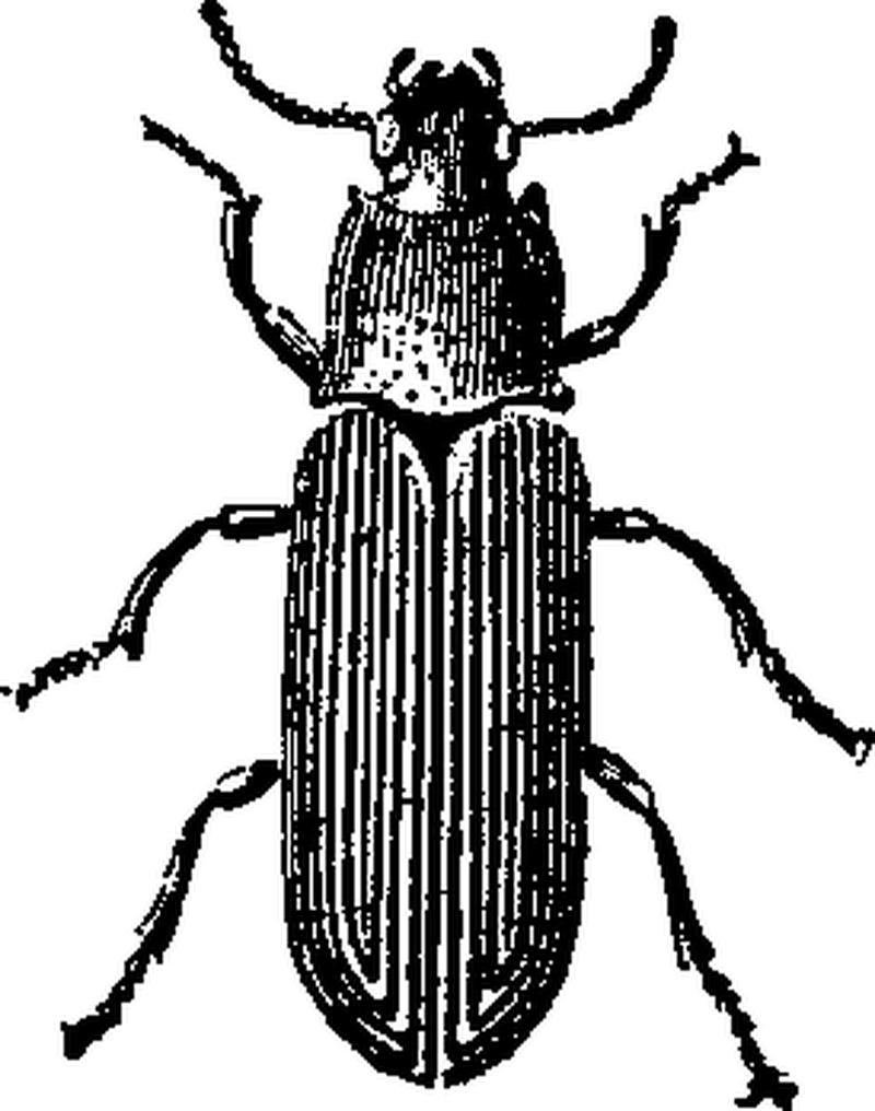 EB 1911 Flour Beetle