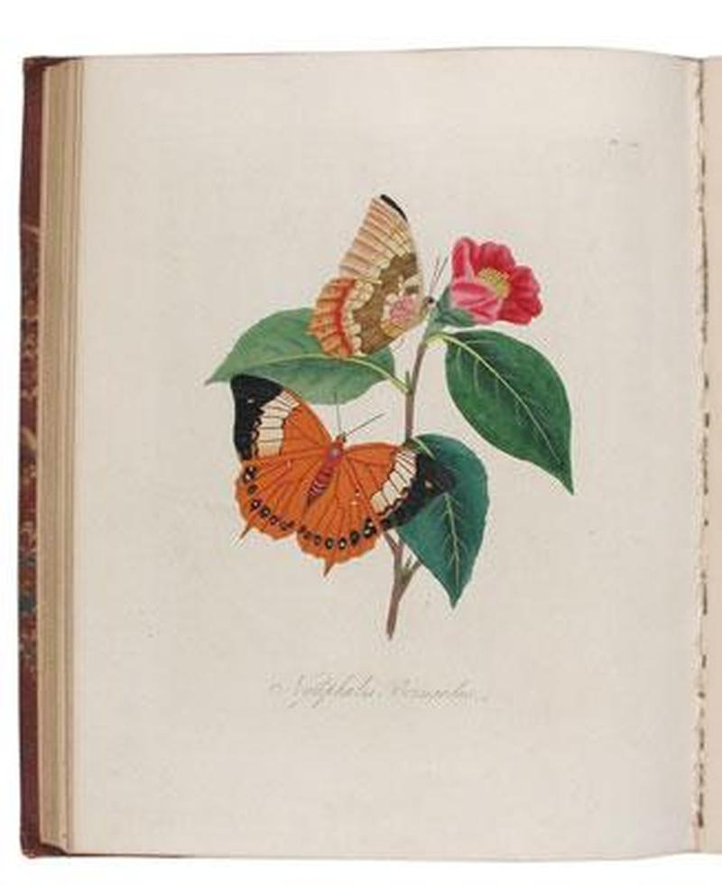 An Epitome of the Natural History of the Insects of China 1798