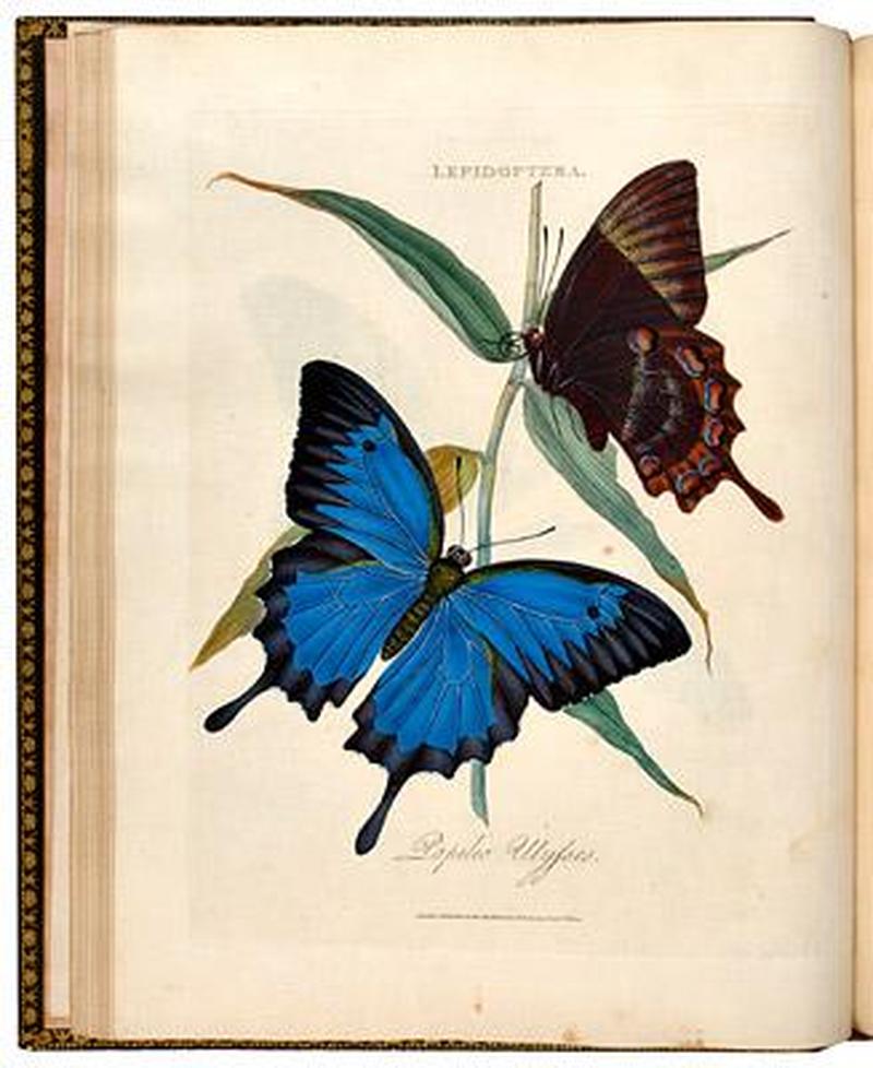 An Epitome of the Natural History of the Insects of New Holland 1798