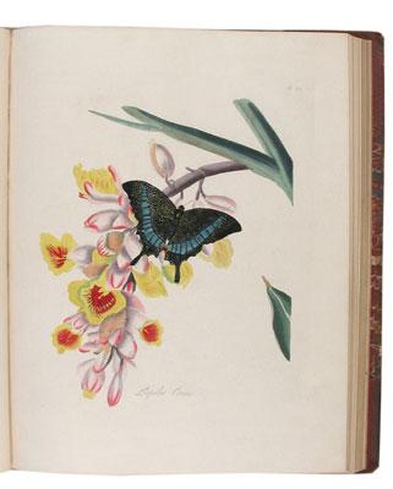 An Epitome of the Natural History of the Insects of China 1798