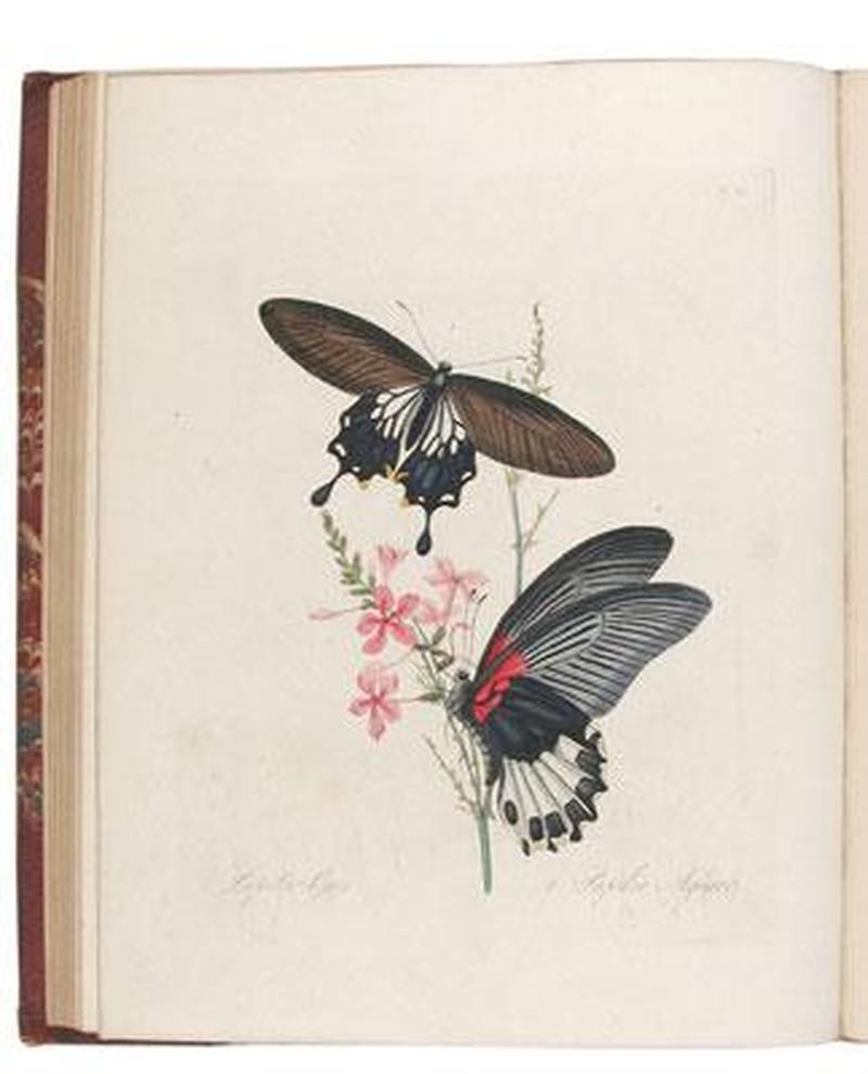 An Epitome of the Natural History of the Insects of China 1798