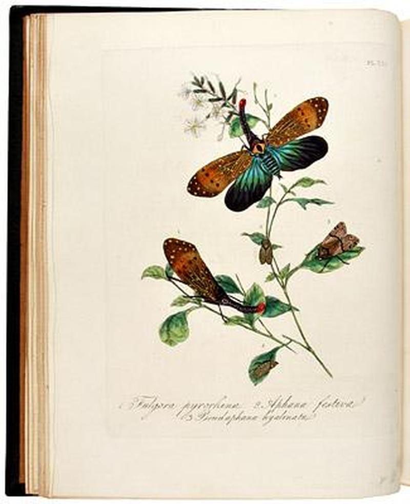 An Epitome of the Natural History of the Insects of China 1798