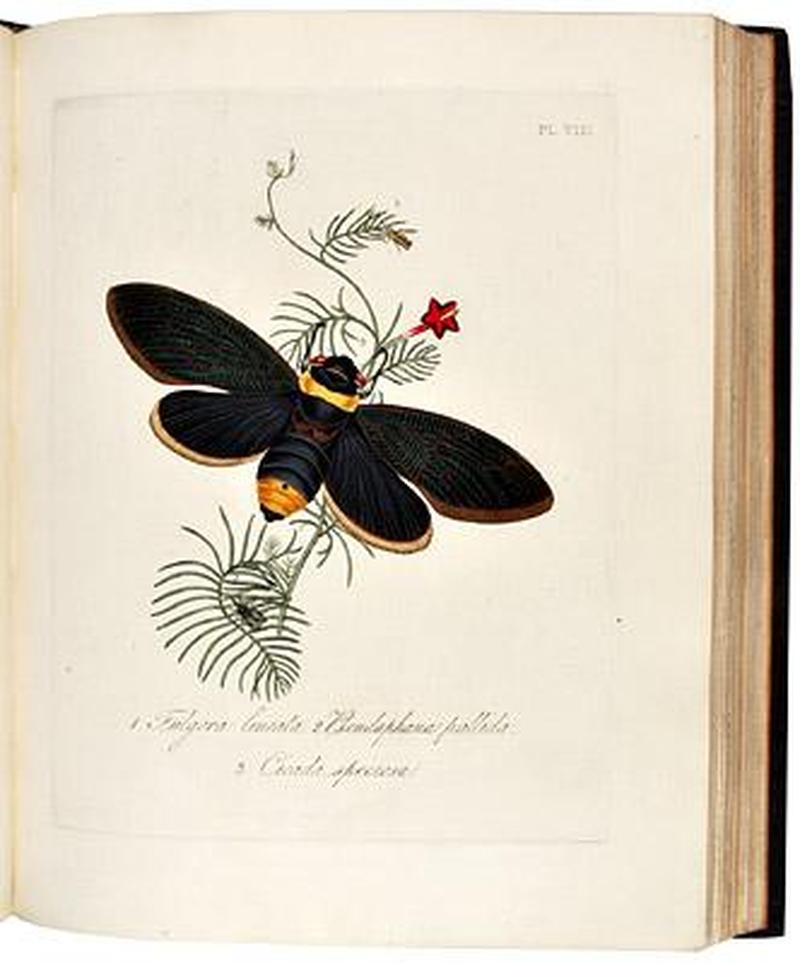 An Epitome of the Natural History of the Insects of China 1798