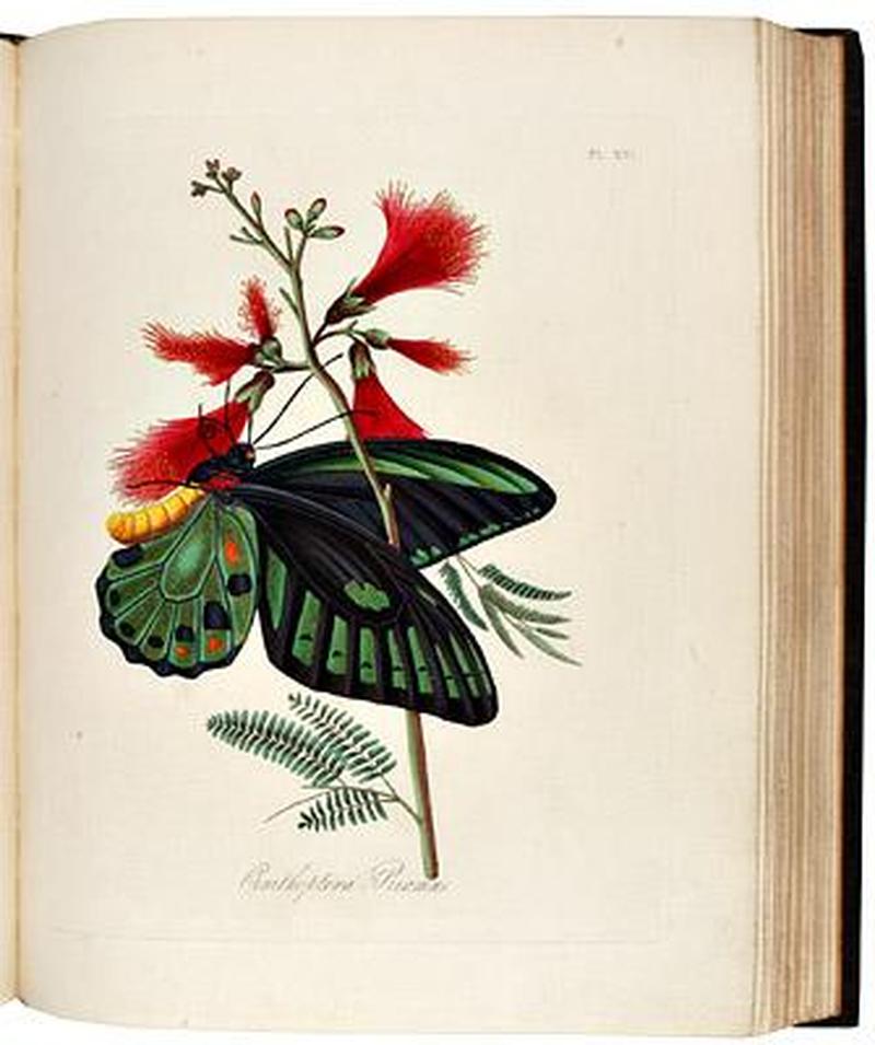 An Epitome of the Natural History of the Insects of China 1798