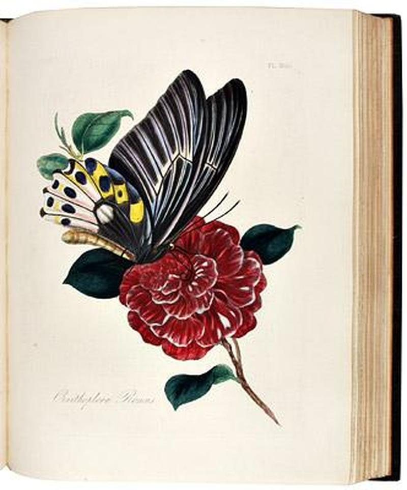 An Epitome of the Natural History of the Insects of China 1798