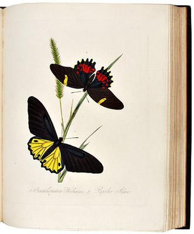 An Epitome of the Natural History of the Insects of China 1798