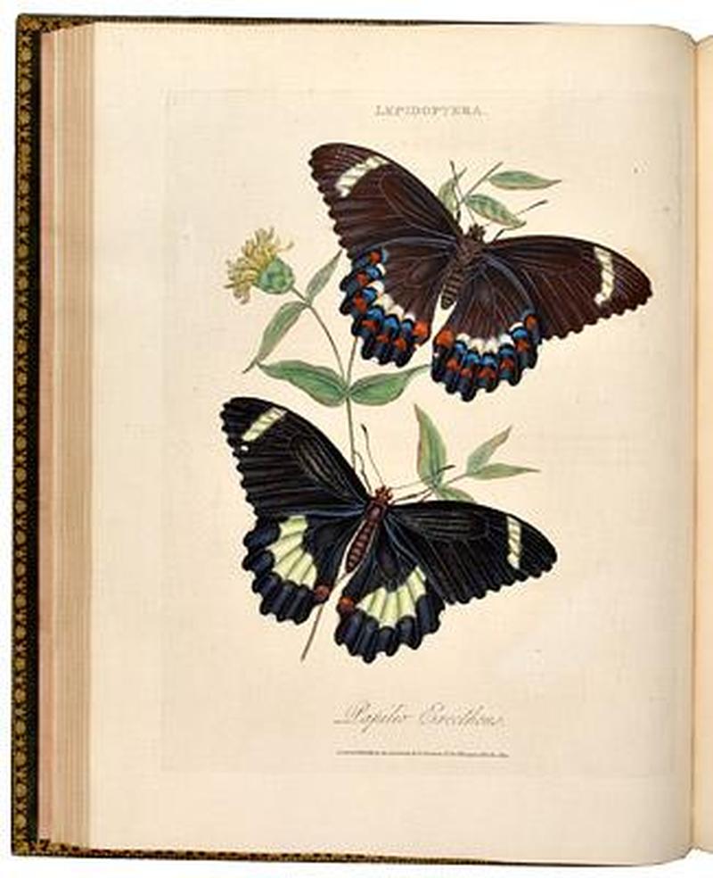 An Epitome of the Natural History of the Insects of India1800