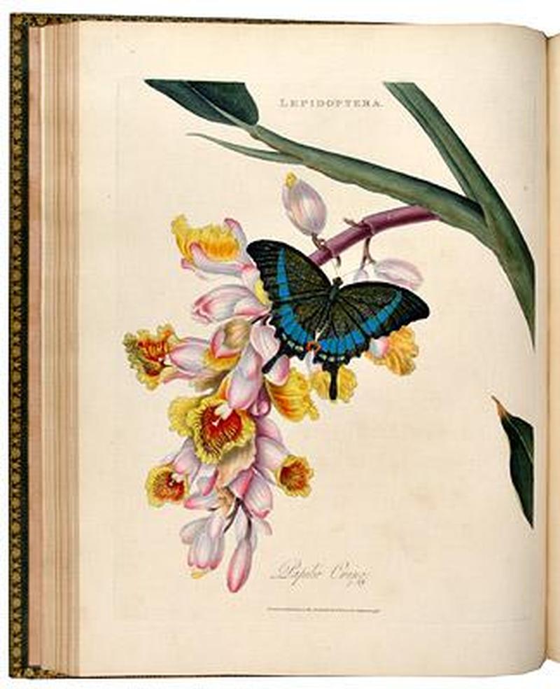 Plate from An Epitome of the Natural History of the Insects of India1800