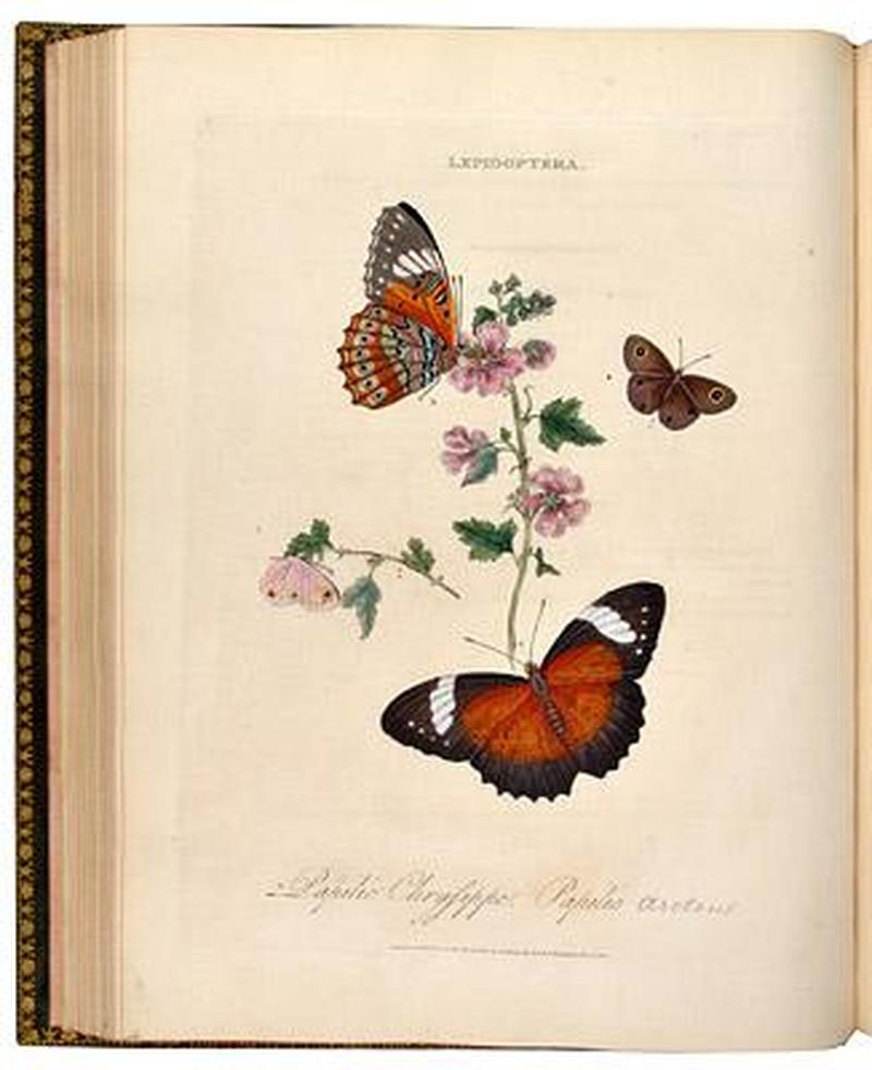 An Epitome of the Natural History of the Insects of India1800