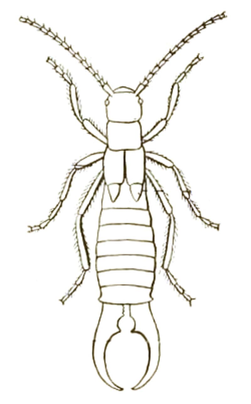 Earwig icon