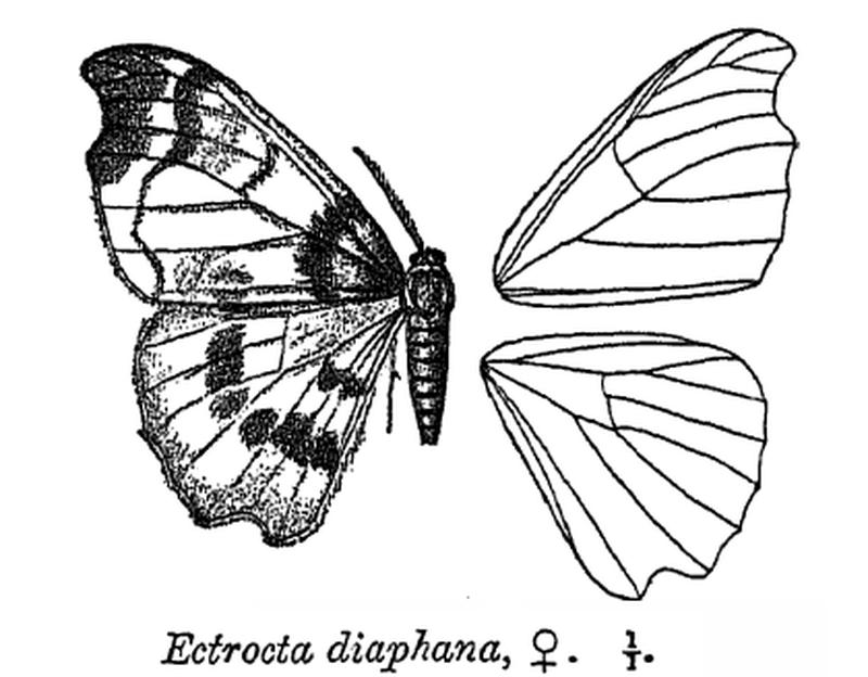 EctroctaDiaphana