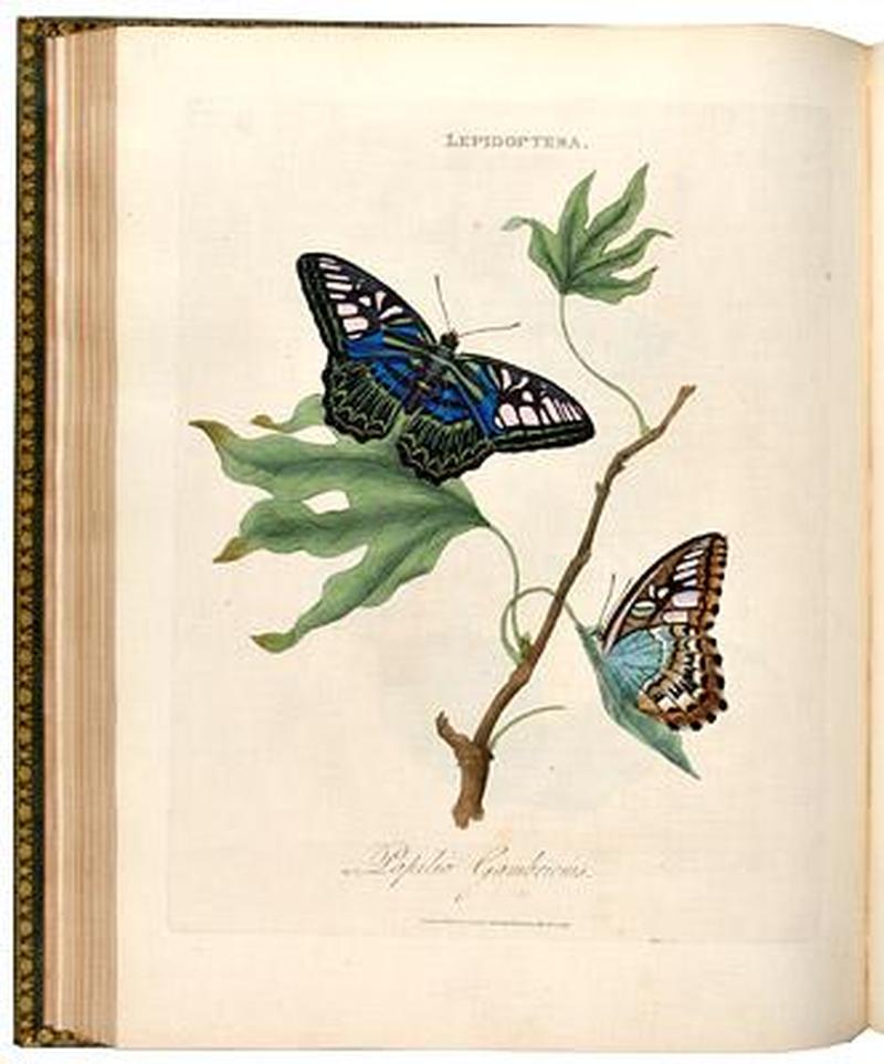 Plate from An Epitome of the Natural History of the Insects of India1800