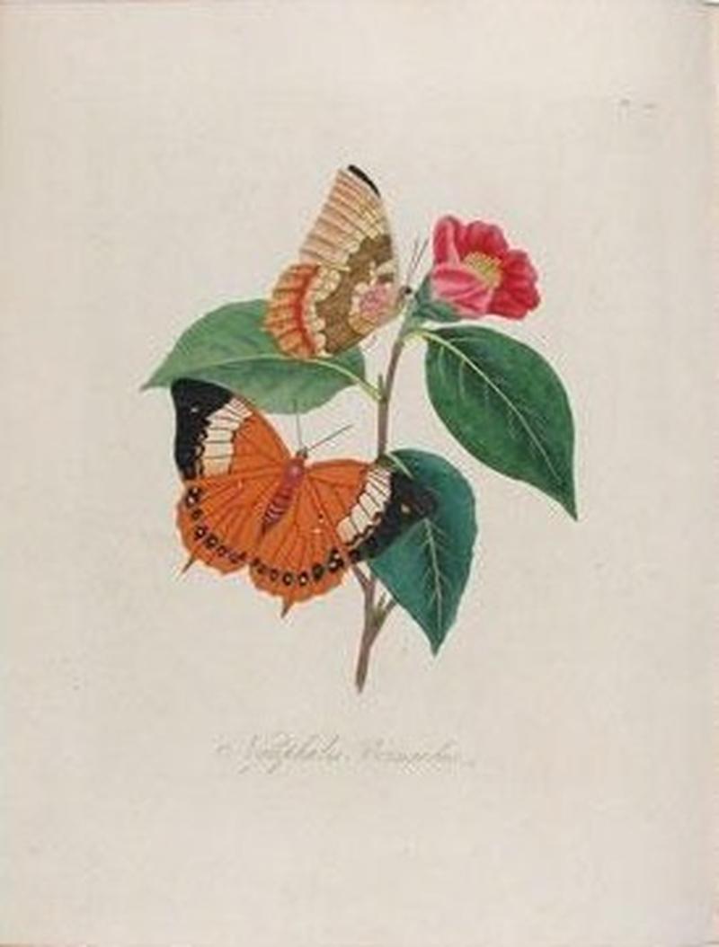 Plate from Edward Donovan Epitome of the insects of China 1798