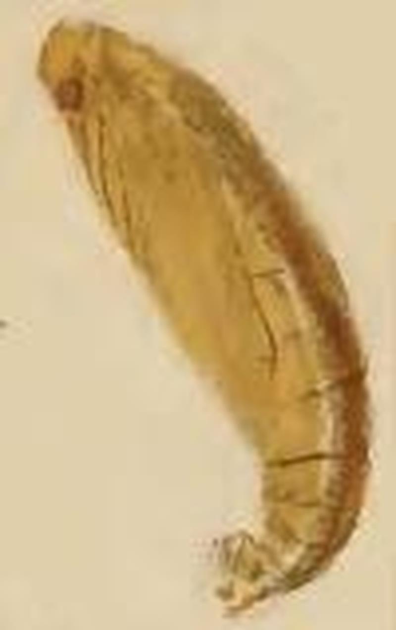 Elachista atricomella pupa