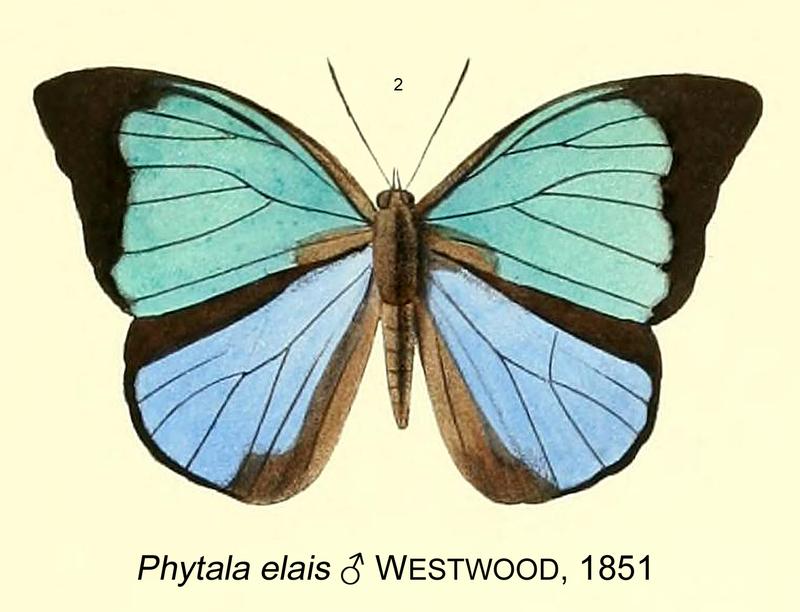 Image accompanying original description