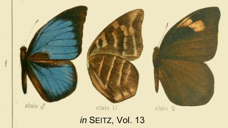 Elais inSeitzVol13