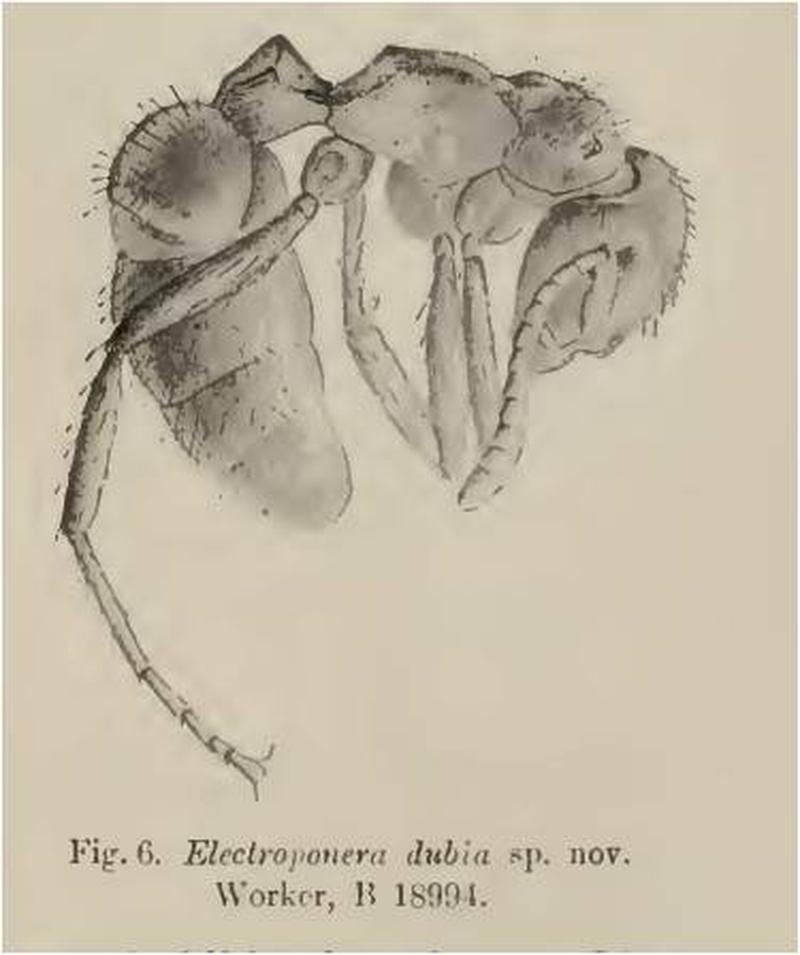 Electroponera dubia Wheeler 1915