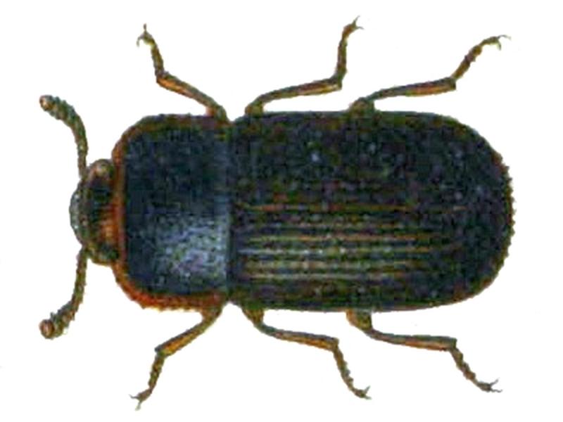 Eledona agricola