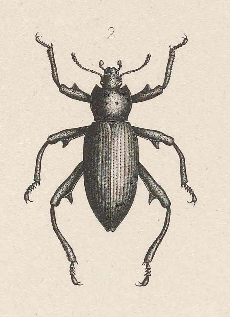 Eleodes armata, Arcana Naturæ 1859