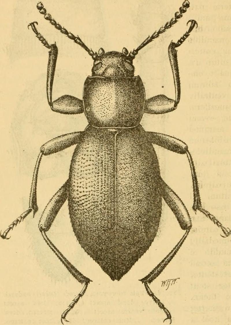 Eleodes letcheri vandykei adult dorsal aspect