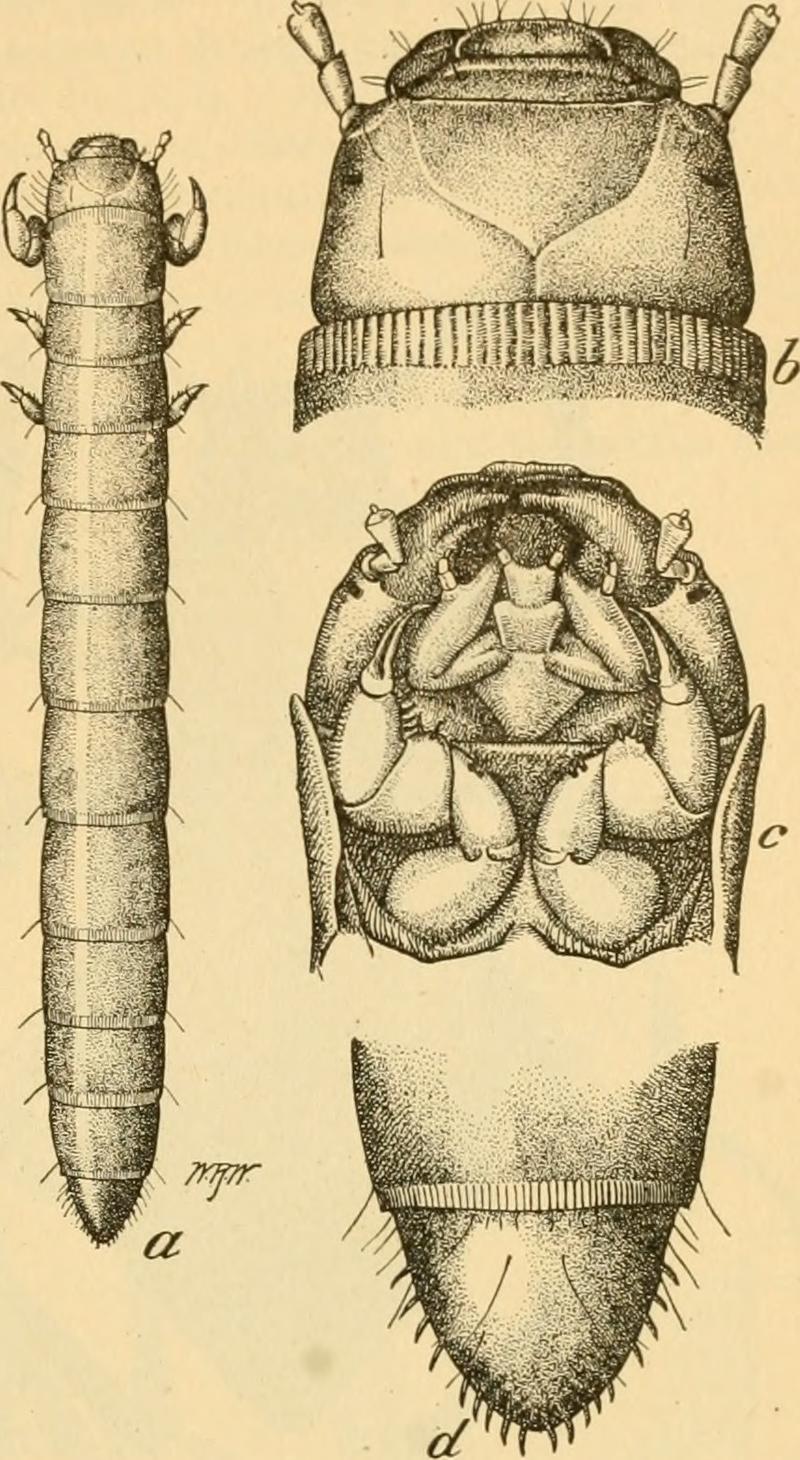 Eleodes letcheri vandykei larva anatomy