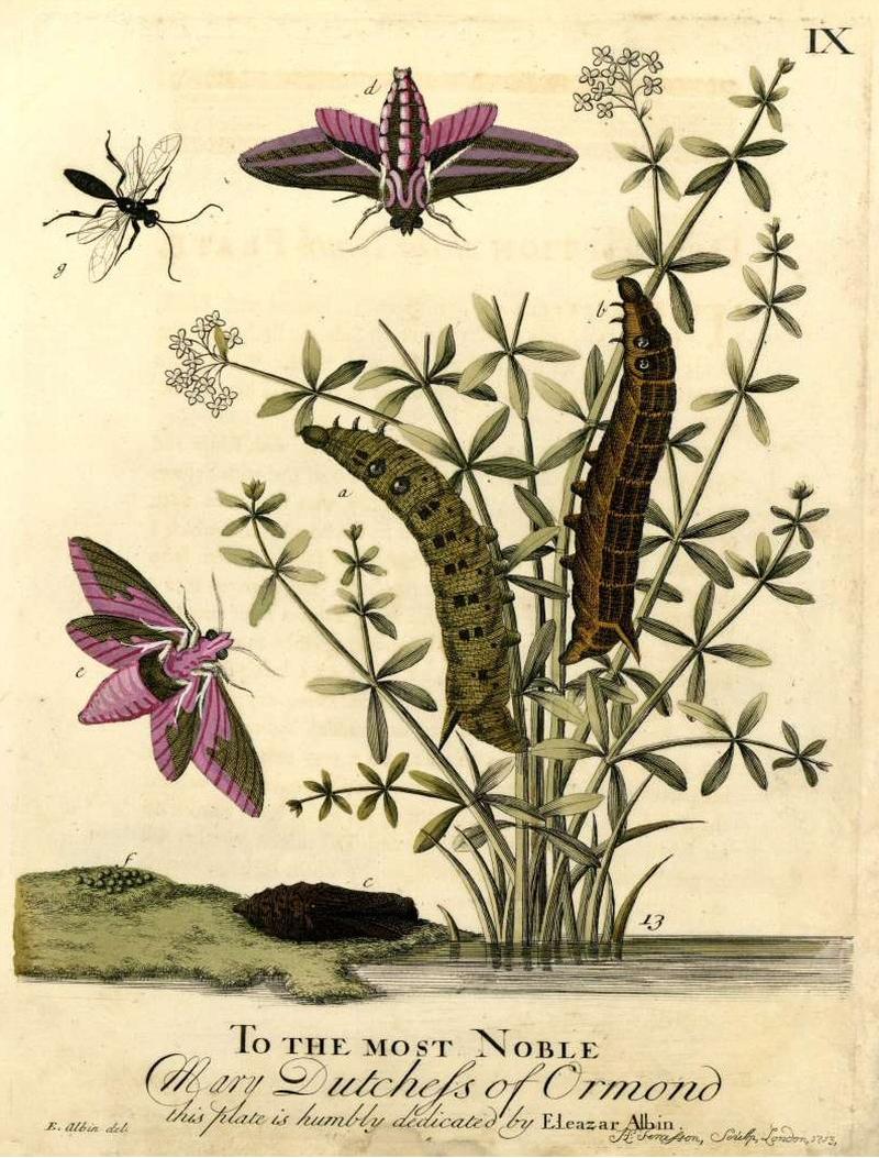 Elephant Hawk-moth on Bedstraw by Eleazar Albin 1720