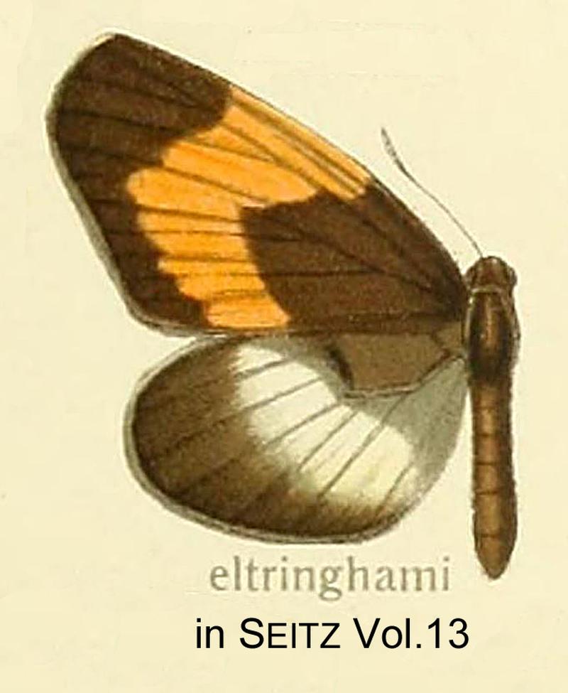 EltringhamiDruce in SeitzVol13