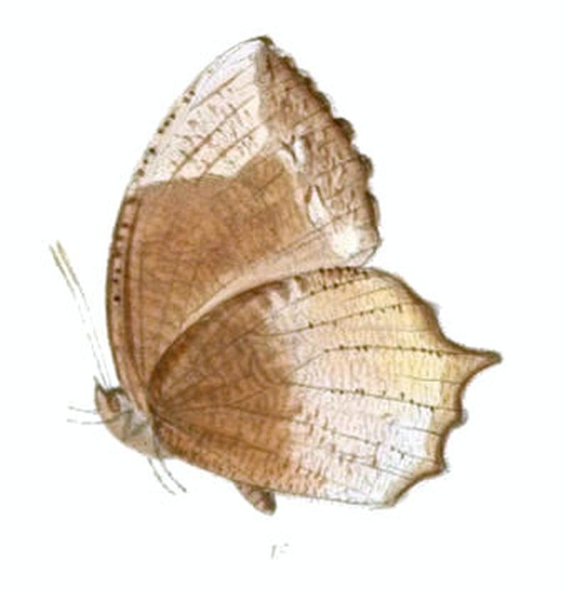 ElymniasCaudata135 1c