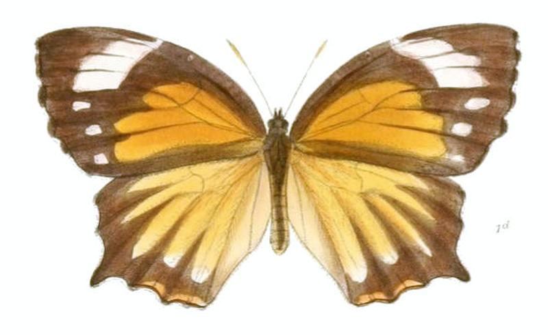 ElymniasCaudata135 1d