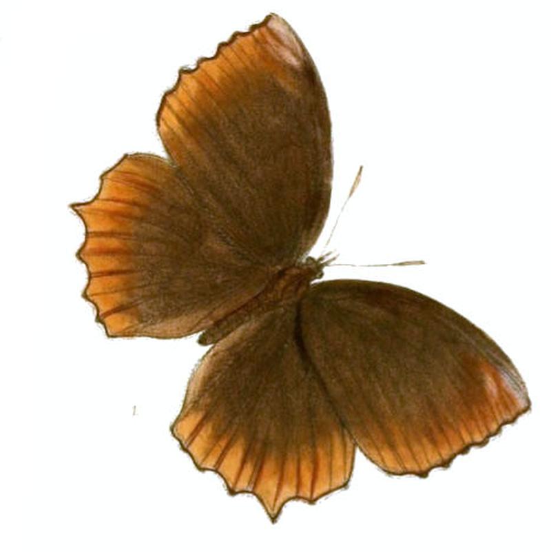 ElymniasCottonis136 1