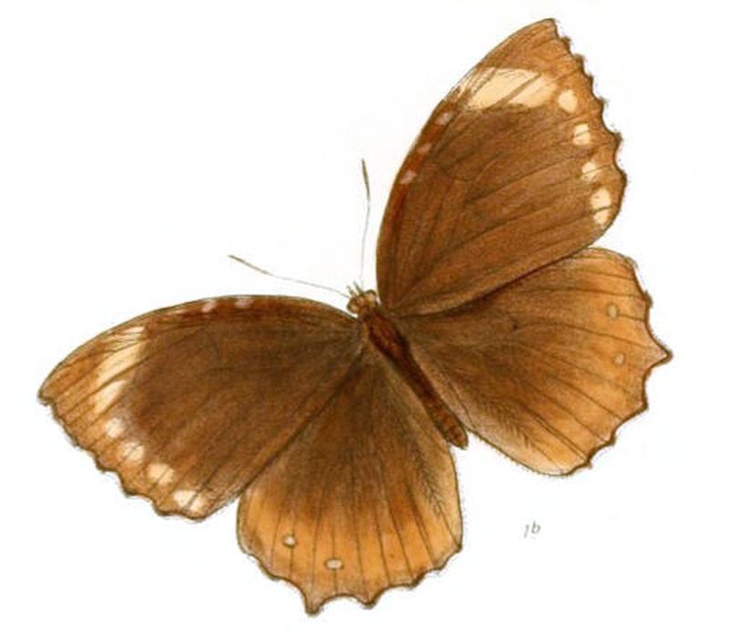 ElymniasCottonis136 1b