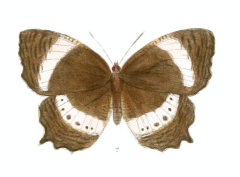 ElymniasDaedalion137 2