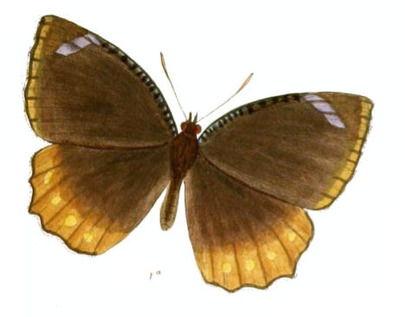 ElymniasFraterna134 1a