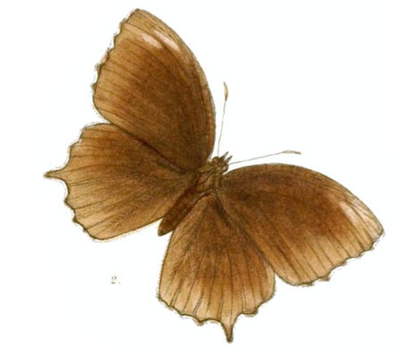 ElymniasMimus136 2