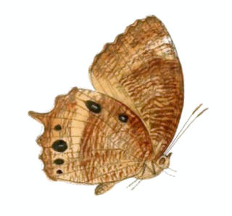 ElymniasMimus136 2a